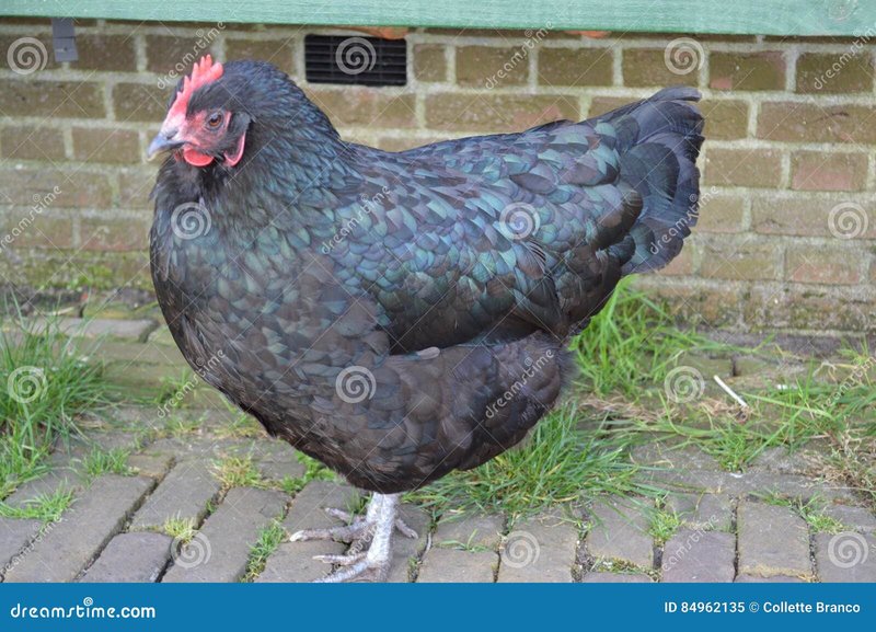 Ontdek Het Heerlijke Chicken Road Spel Bij Nederlandse Online Casinos