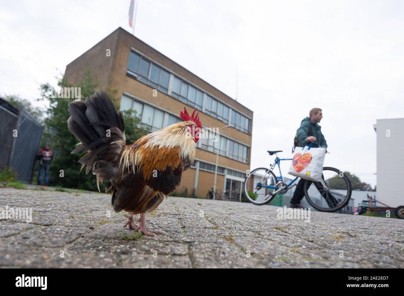 Image: Découvrez les Avantages de Chicken Road Casino En Ligne en France